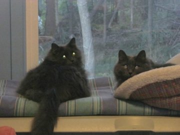 Two cats resting on a window seat at Casey's Place