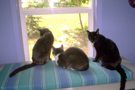 Three cats looking out a window at Casey's Place